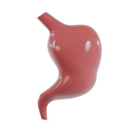 Stomach  3D Icon