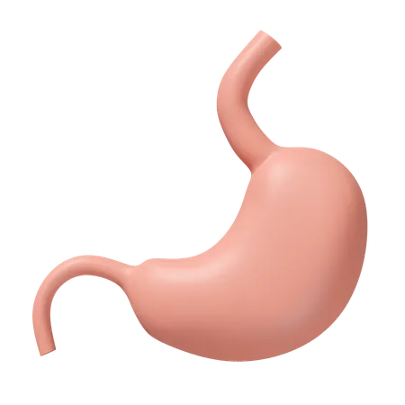 Stomach  3D Icon