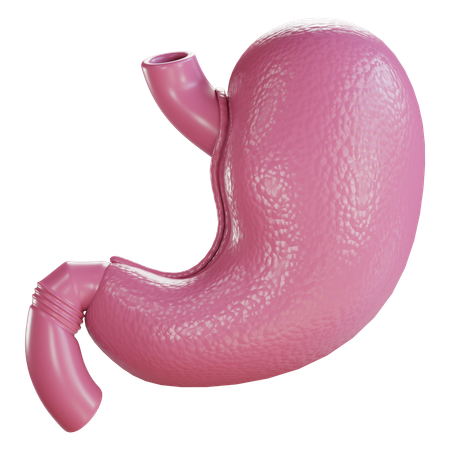 Stomach  3D Icon