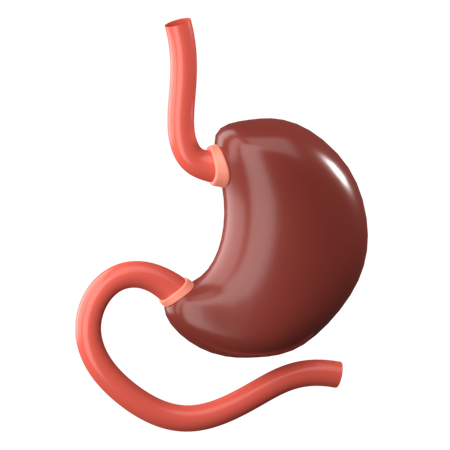 Stomach  3D Icon