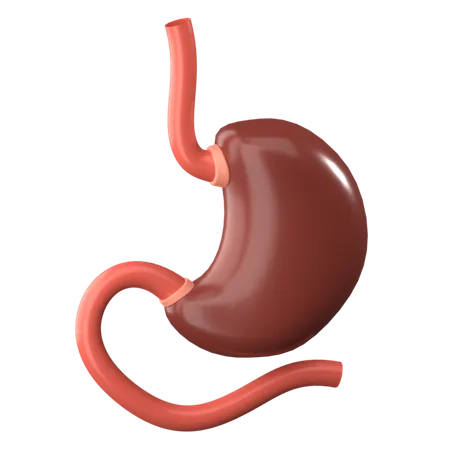 Stomach  3D Icon