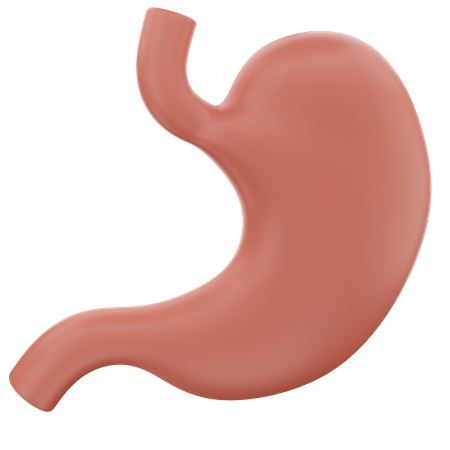 Stomach  3D Icon