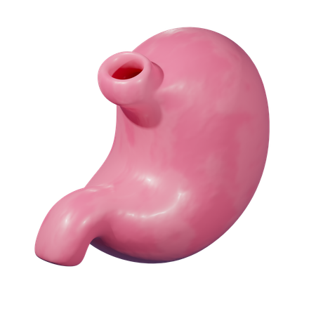 Stomach  3D Icon