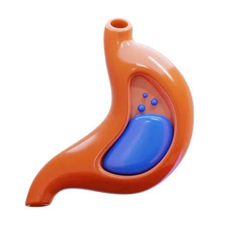 Stomach  3D Icon