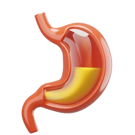 Stomach  3D Icon