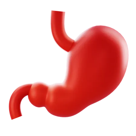 Stomach  3D Icon
