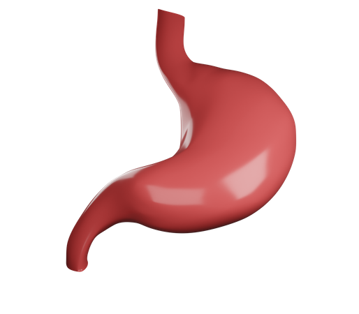 Stomach  3D Illustration