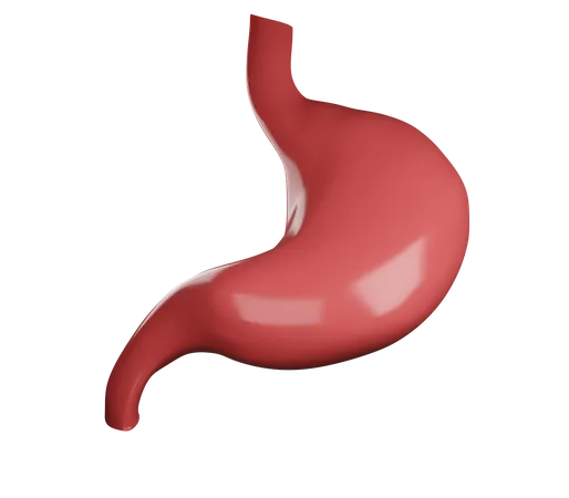 Stomach  3D Illustration