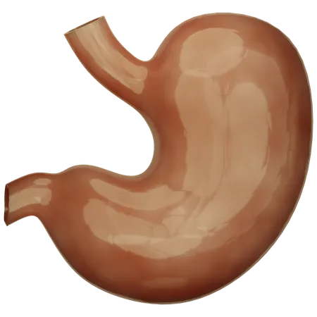Stomach  3D Icon