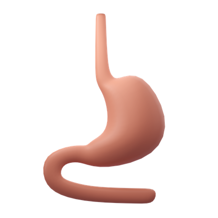 Stomach Organ  3D Icon