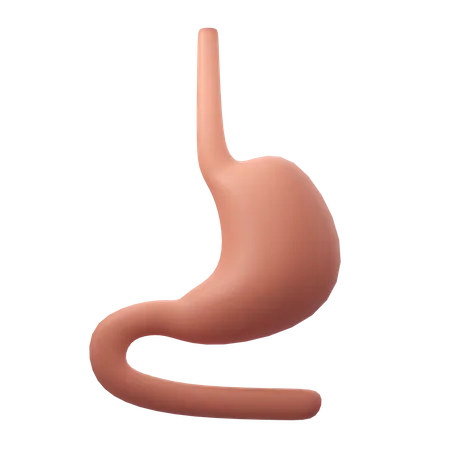 Stomach Organ  3D Icon