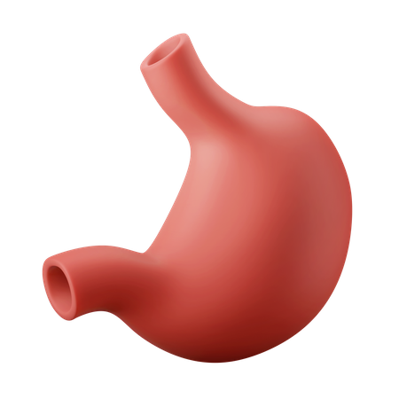 Stomach Organ  3D Illustration