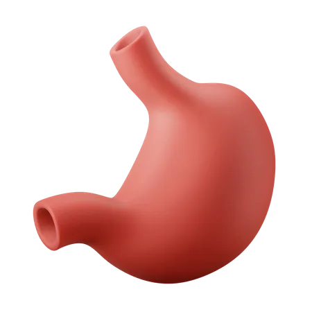 Stomach Organ  3D Illustration