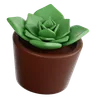 succulent Plant