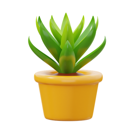 Succulentes  3D Icon