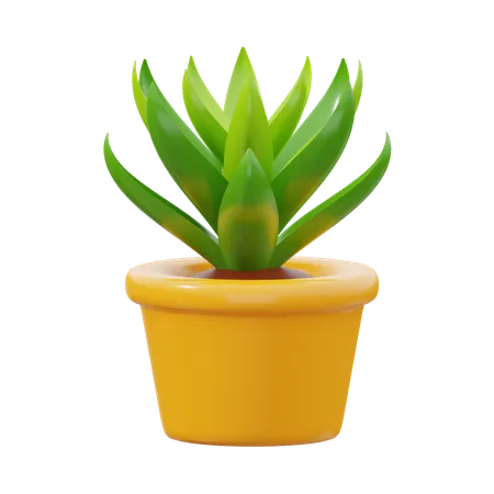 多肉植物  3D Icon