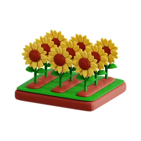 Sunflower  3D Icon