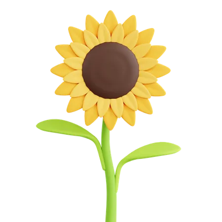 Sunflower  3D Icon