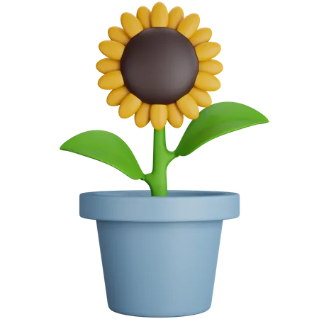 3 D Rendering Sunflower With Gray Pot Isolated 3D Icon