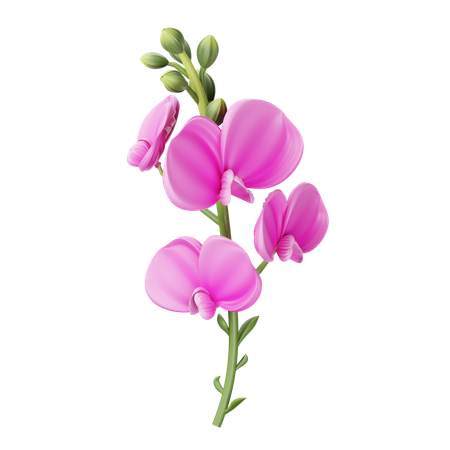 Sweet Pea  3D Icon