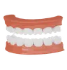 Teeth Jaw