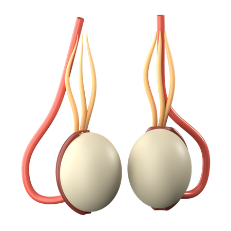 Testicles  3D Icon