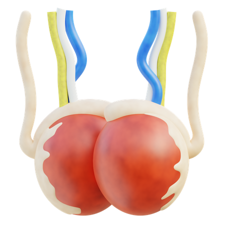 Testicles  3D Icon