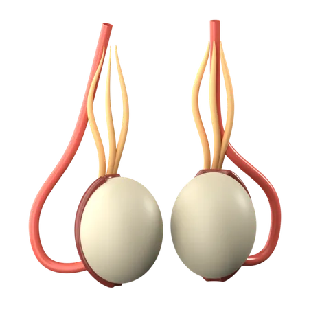 Testicles  3D Icon