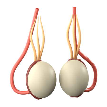 Testicules  3D Icon