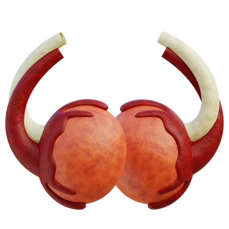 Testicules  3D Icon