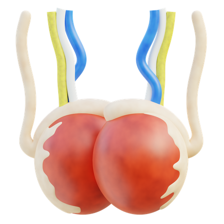 Testicules  3D Icon