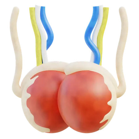 Testicules  3D Icon