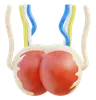 testicules