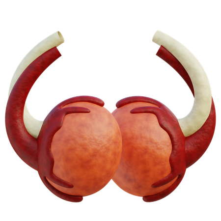 Testículos  3D Icon