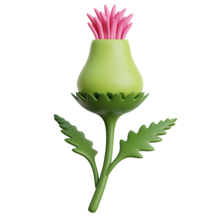 Thistle Flower  3D Icon
