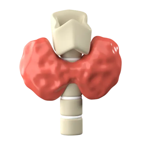 Thyroid 3 D Human Organ Icon 3D Icon