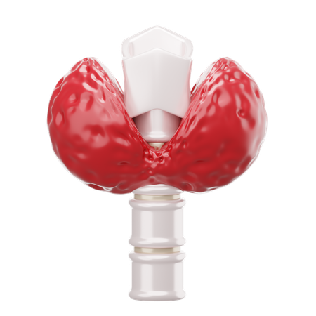 Thyroid  3D Icon