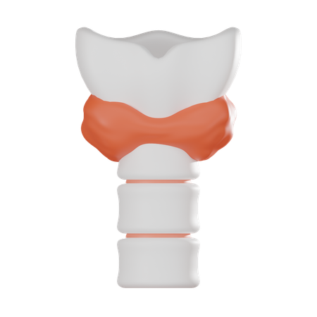 Thyroid  3D Icon