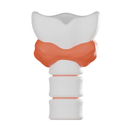 Thyroid  3D Icon