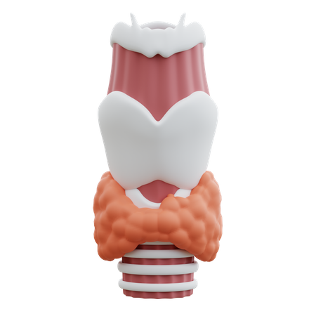 Thyroid  3D Icon