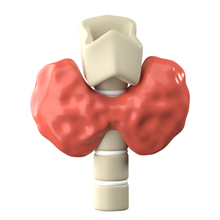 Thyroid  3D Icon