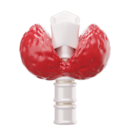 Thyroid  3D Icon