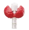 Thyroid