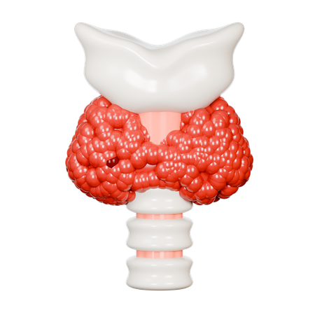 Thyroid Gland  3D Icon