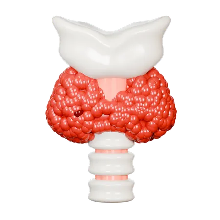 Thyroid Gland  3D Icon