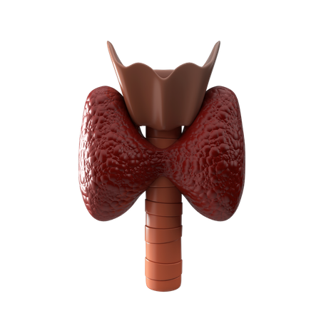 Thyroid Gland  3D Icon
