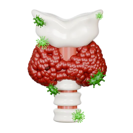 Thyroid Gland Diseases  3D Icon