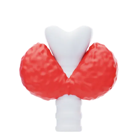 Thyroïde  3D Icon