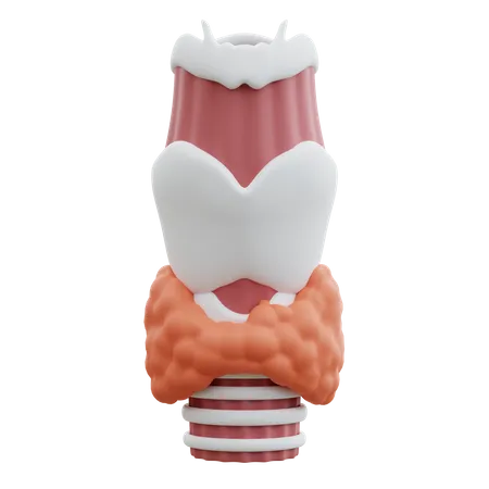 Thyroïde  3D Icon