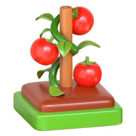 Tomato Farm  3D Icon